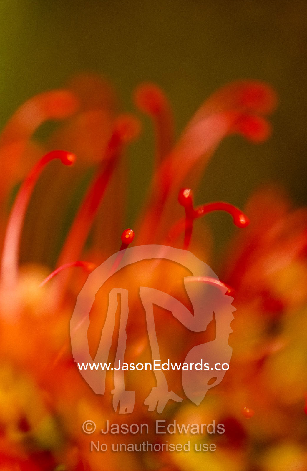 Close view of grevillea shrub flower tendrils, Victoria high country. Jamieson Valley, Victoria, Australia.