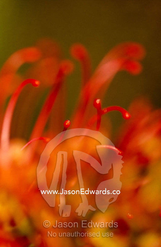 Close view of grevillea shrub flower tendrils, Victoria high country. Jamieson Valley, Victoria, Australia.