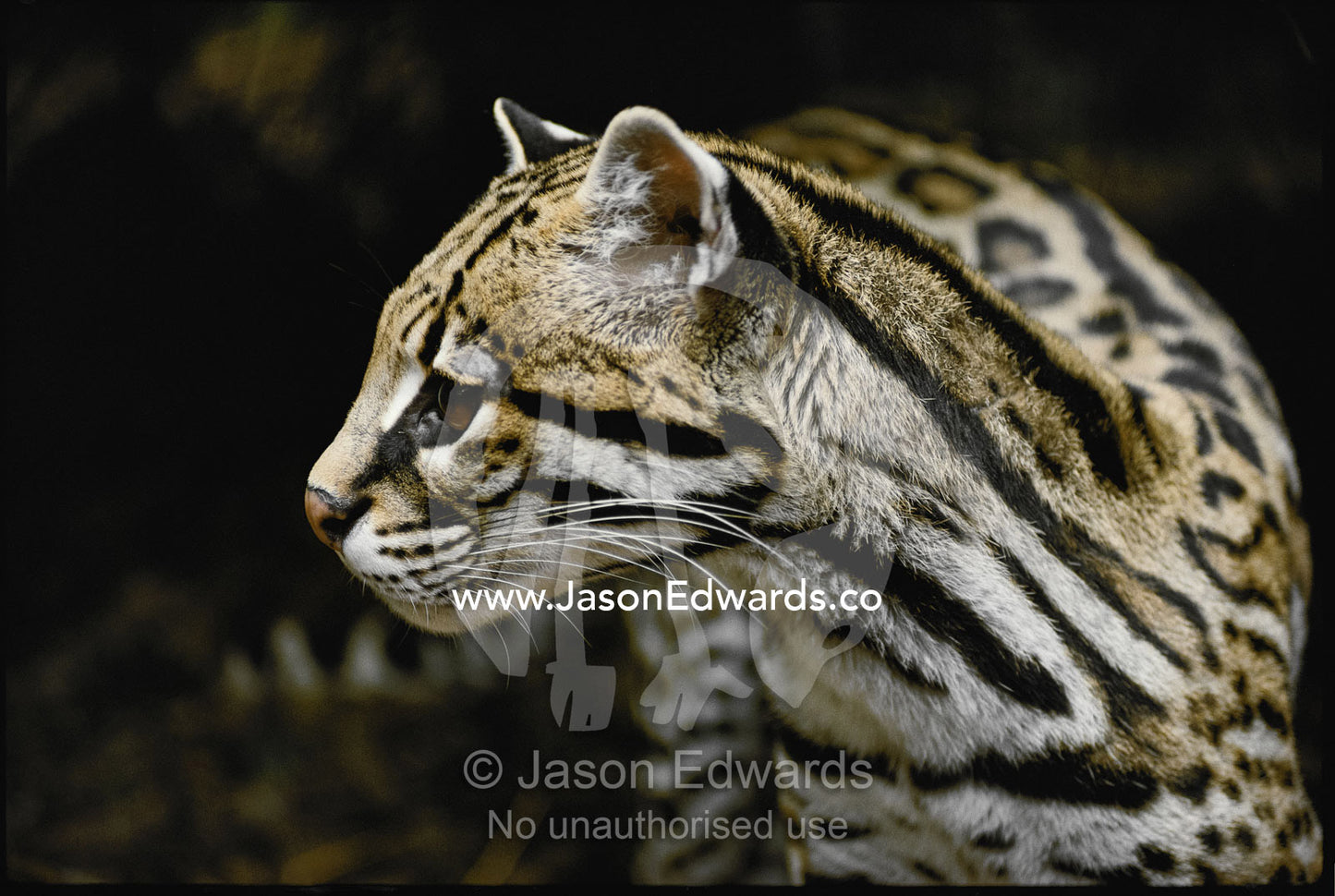 Profile portrait of an ocelot (Leopardus pardalis). Melbourne Zoo, Melbourne, Victoria, Australia.