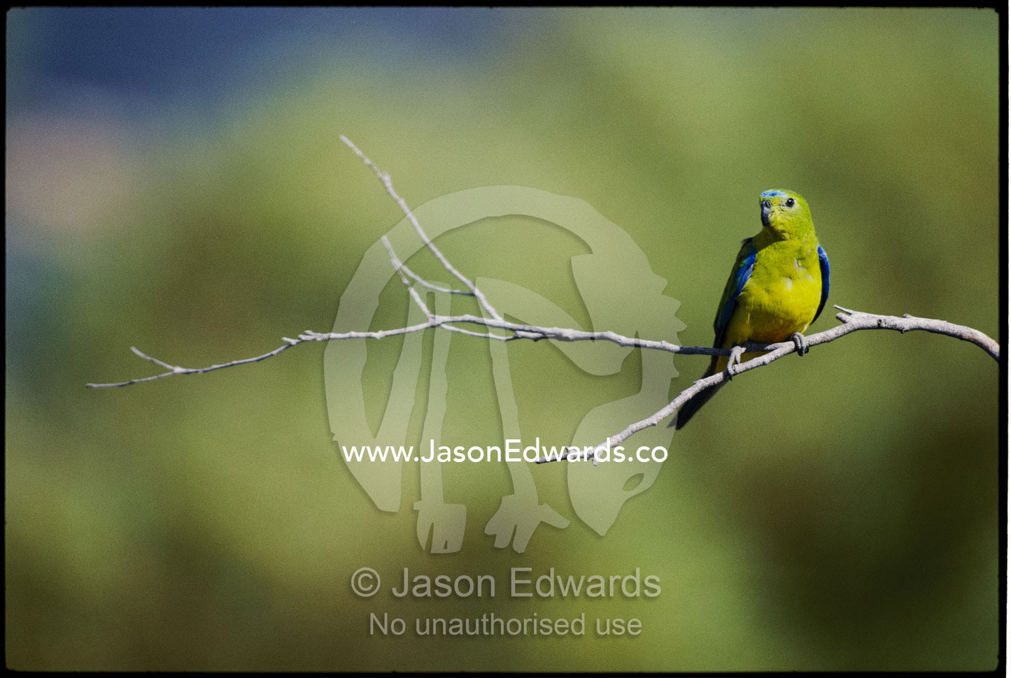 An orange-bellied parrot perched on a tree branch. Melaleuca, Southwest National Park, Tasmania, Australia.