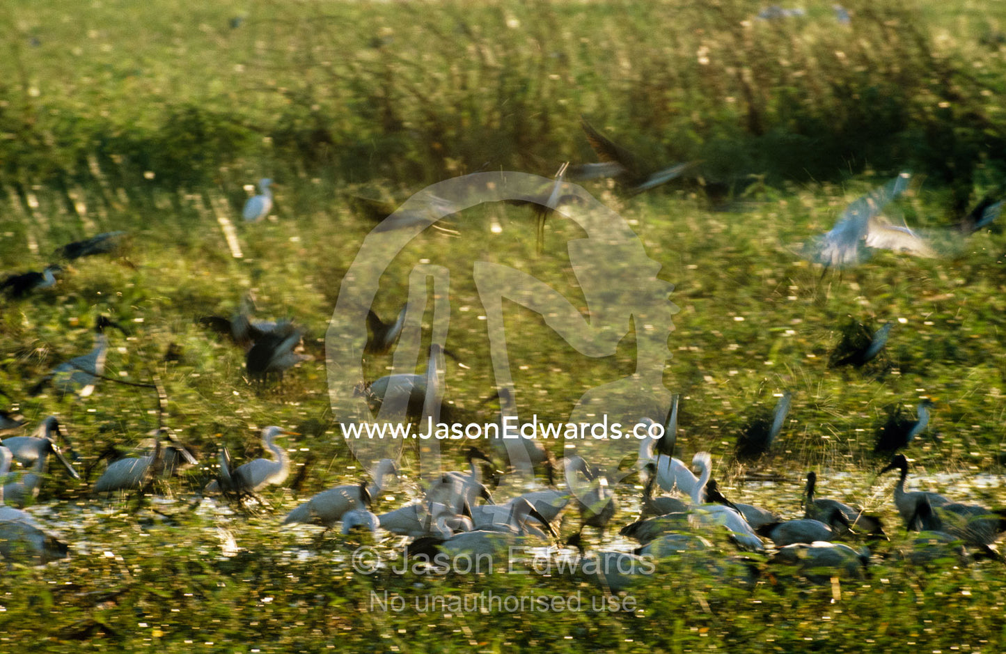 Flocks of sacred ibises and egrets gather in a field of grasses. Fog Dam, Northern Territoty, Australia.