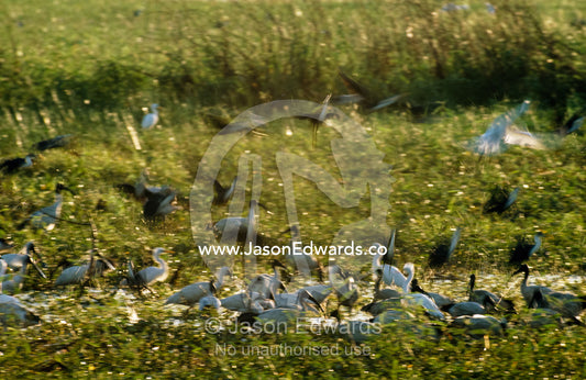 Flocks of sacred ibises and egrets gather in a field of grasses. Fog Dam, Northern Territoty, Australia.