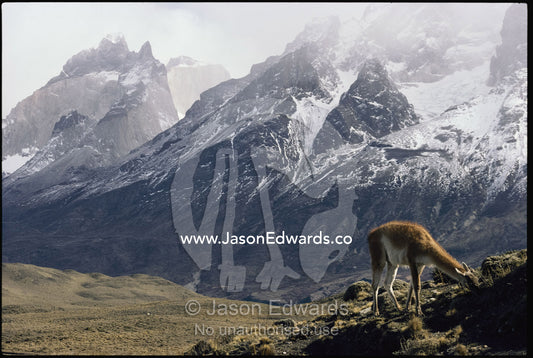 A guanaco (Lama guanacoe)grazing in the Andes Mountains. Torres del Paine National Park, Andes Mountains, Chile, South America.