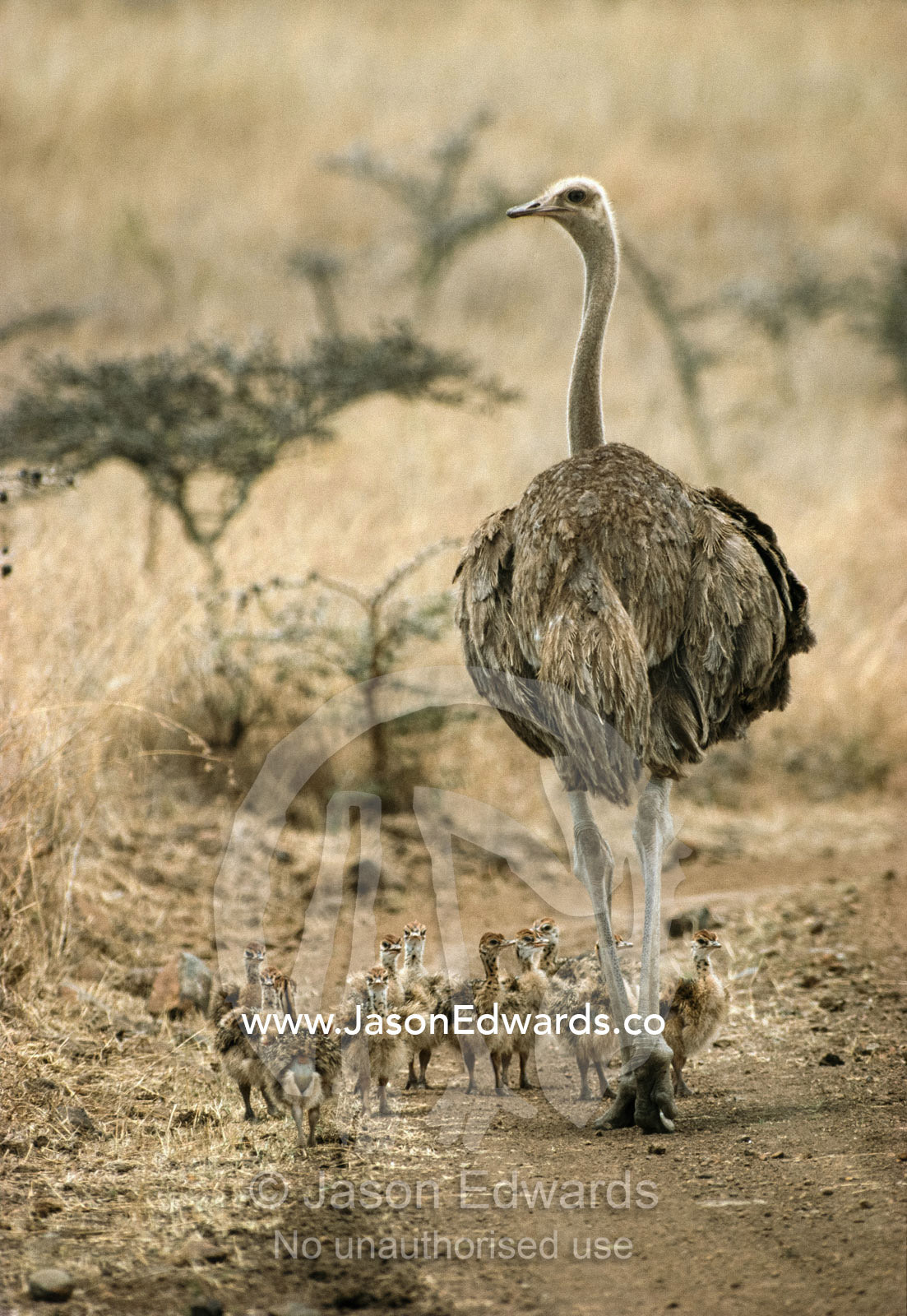 A female ostrich walking with her chicks on a dirt trail. Nairobi National Park, Kenya.