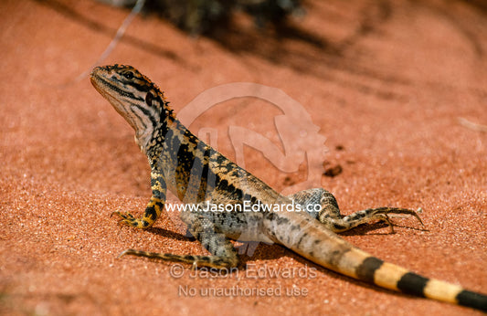 A crested bicycle-dragon slithers past the camera. South Australia, Australia.