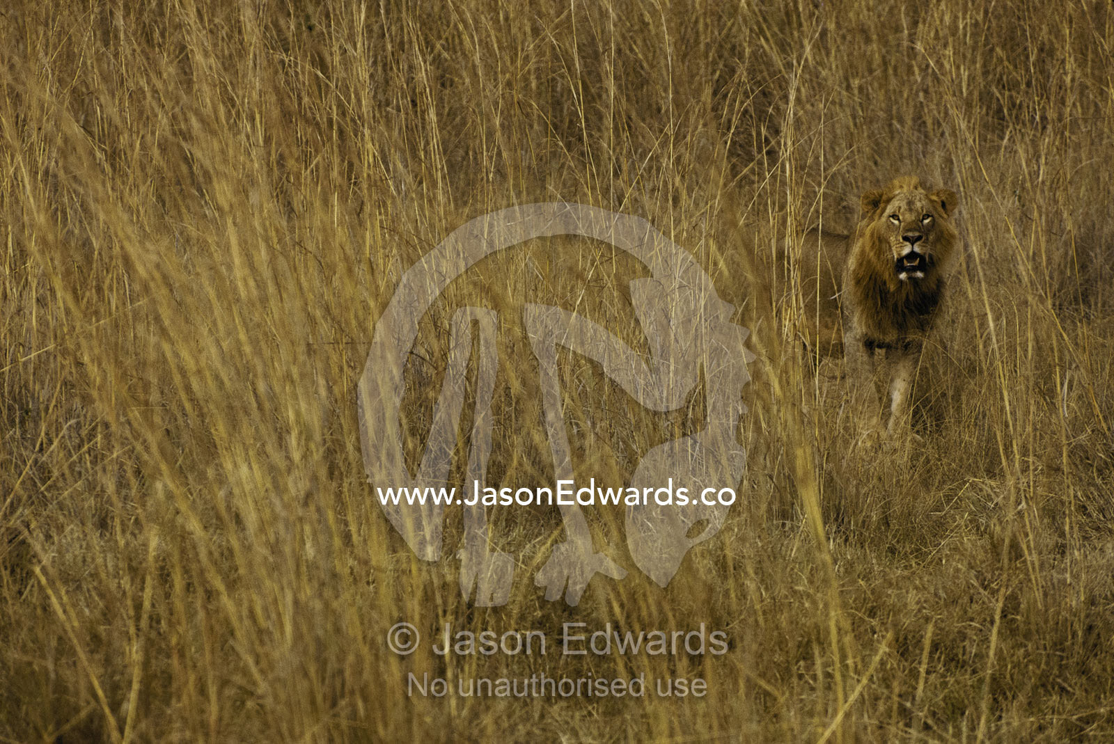 Male lion lets his presence be known while patrolling his territory. Nairobi National Park, Kenya.
