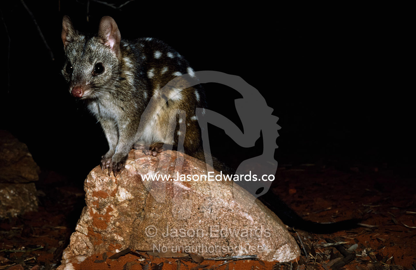 A western quoll (Dasyurus viverrinus) sits atop a stone. Desert Wildlife Sanctuary, Northern Territory, Australia.