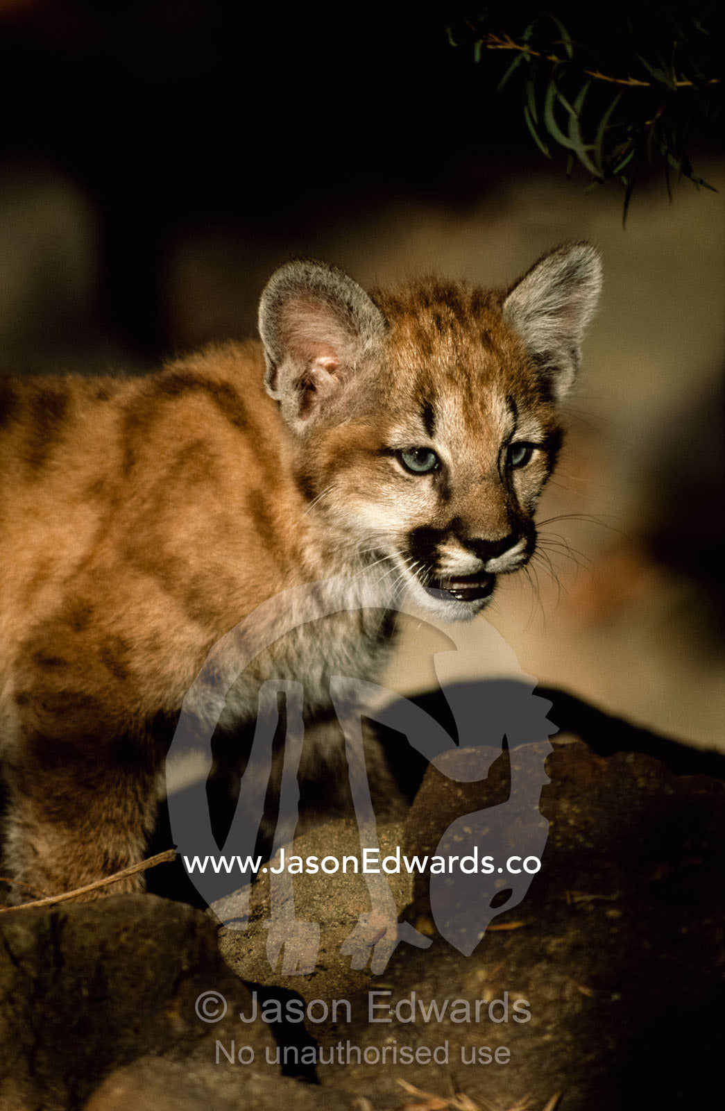 Close view of a snarling juvenile mountain lion. Zoological Board of Victoria, Melbourne, Victoria, Australia.