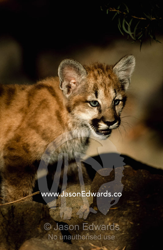 Close view of a snarling juvenile mountain lion. Zoological Board of Victoria, Melbourne, Victoria, Australia.