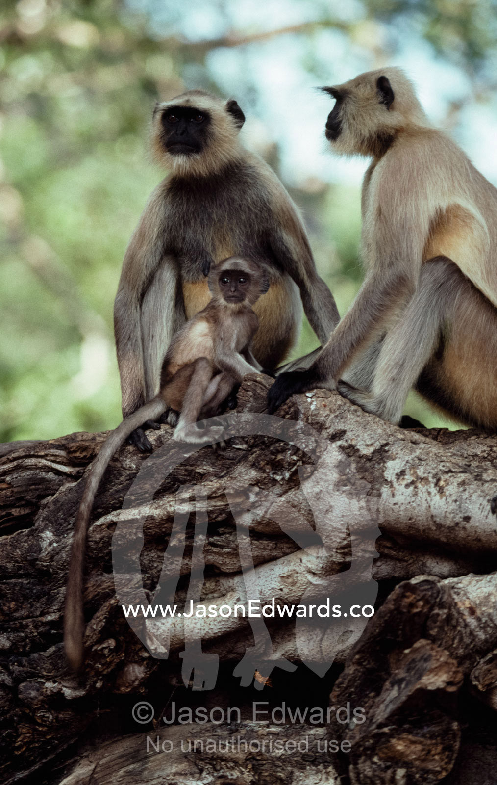 A family of Hanuman langurs sit atop a cluster of tree roots. Ranthambhor National Park, India