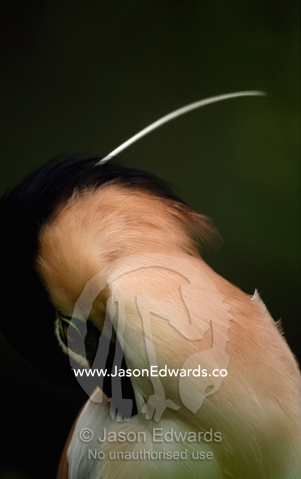 A rufous-bellied heron (Erythrocnus rufiventris) preening. Eyre Creek, South Australia, Australia.