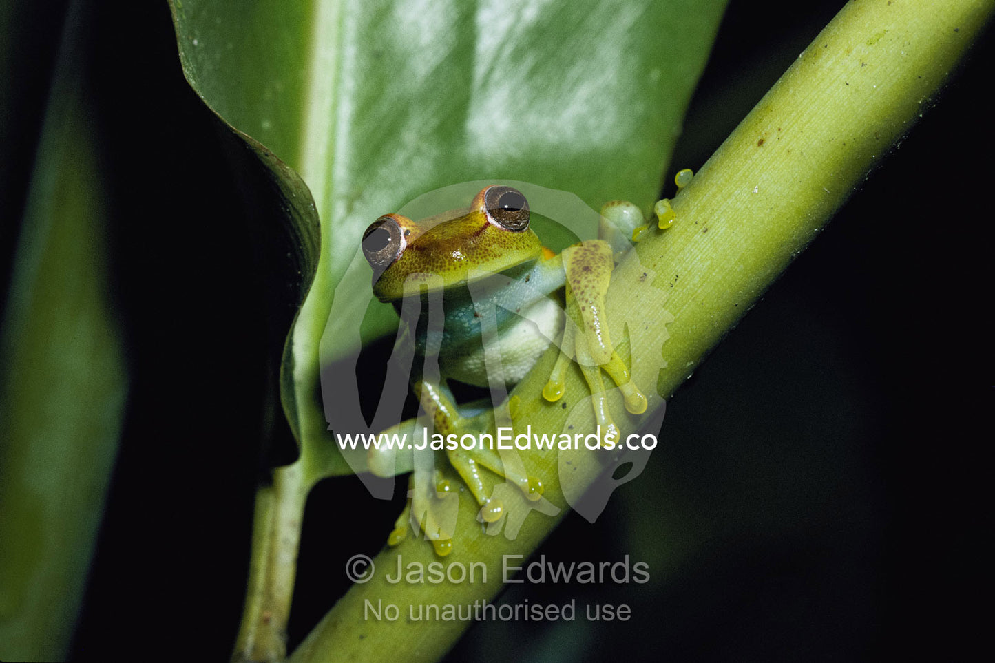 A common polkadot tree frog in its red-spotted night coloration. Amazon River Basin, Peru.