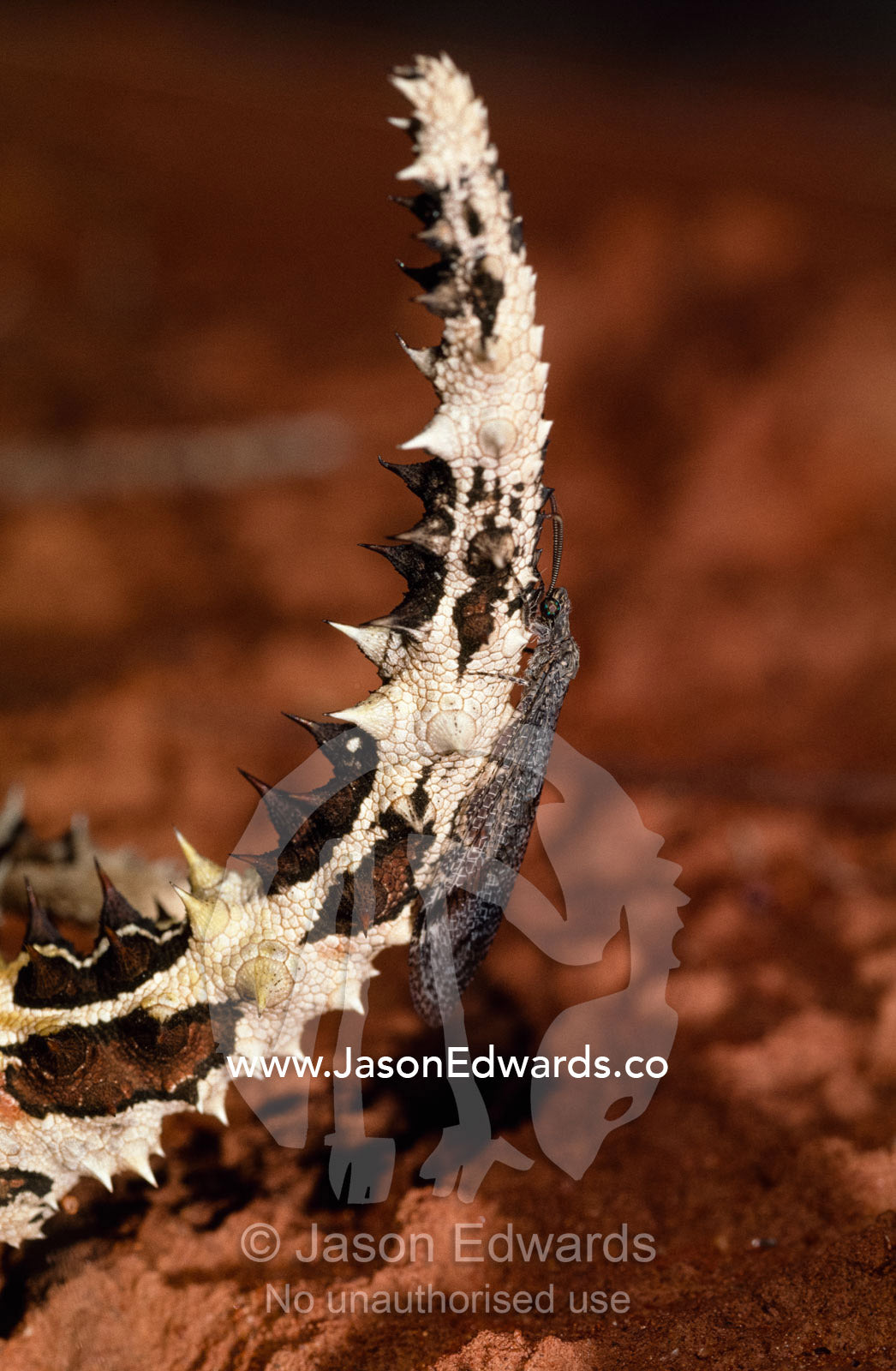 A caddis fly rests on the tail of a thorny devil lizard. Unnamed Conservation Park, South Australia, Australia.
