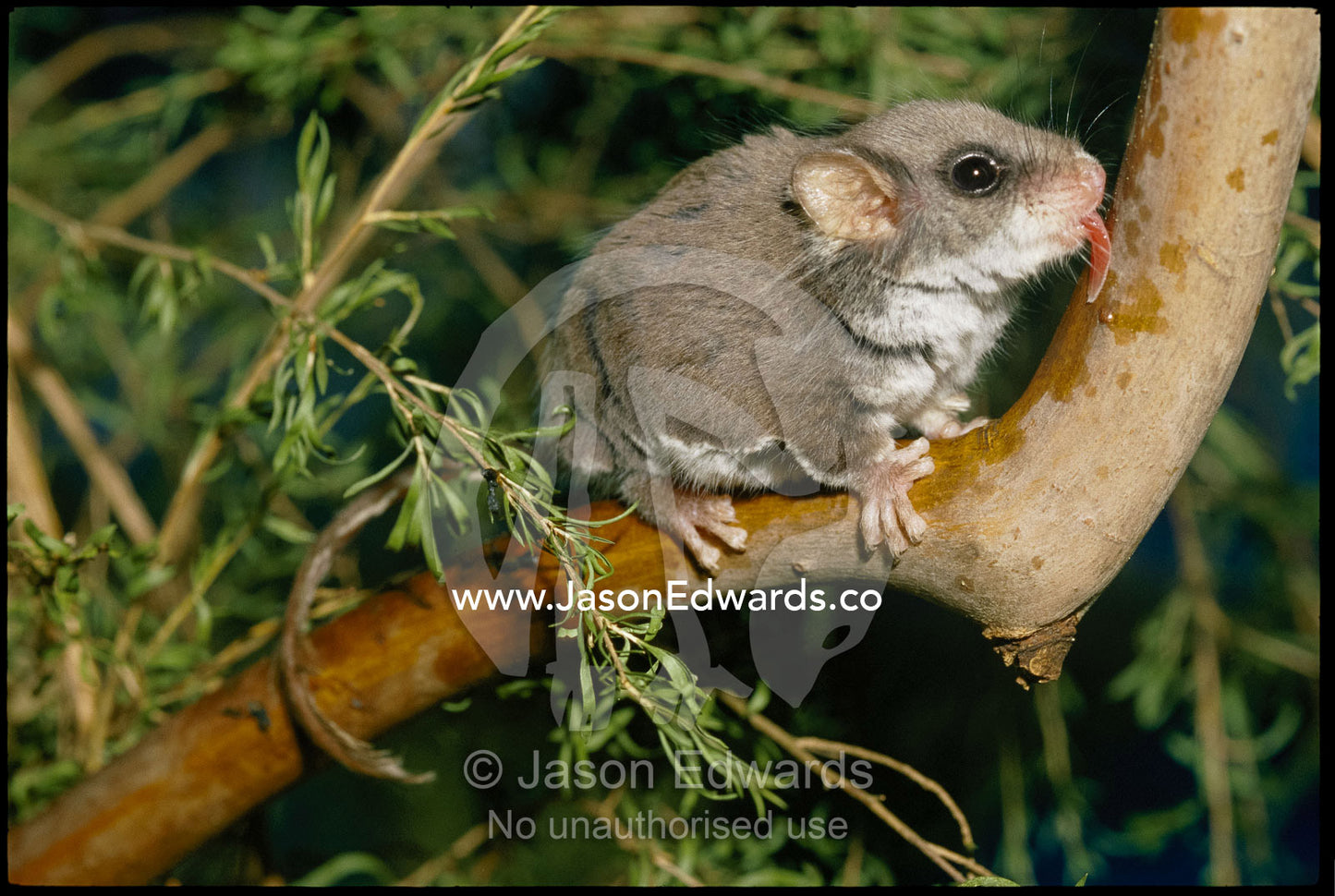 A feather-tail glider feeds on a tree branch with its tongue. Healesville, Victoria, Australia.
