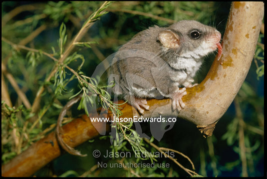 A feather-tail glider feeds on a tree branch with its tongue. Healesville, Victoria, Australia.