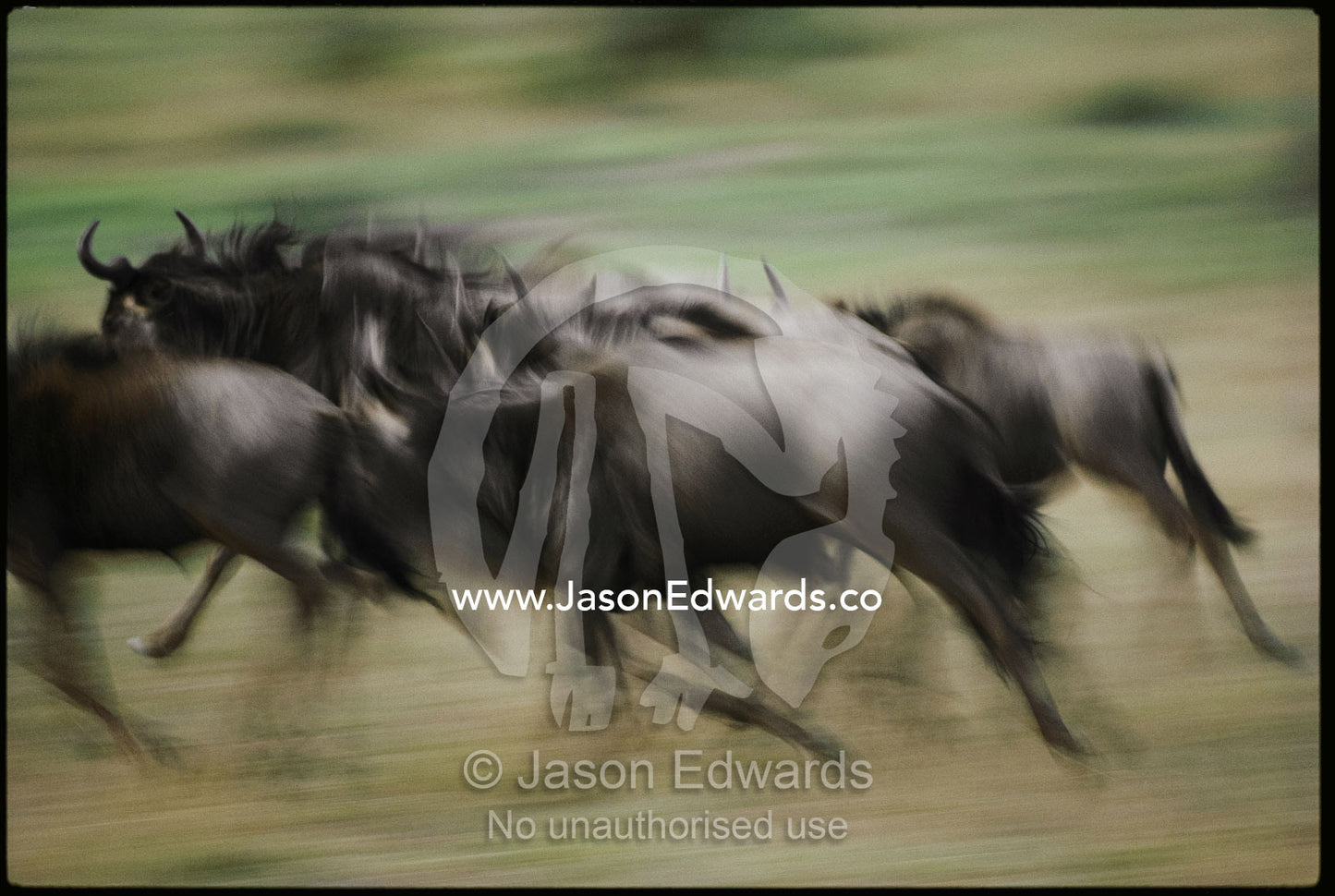 A panned view of running wildebeests (Connochaetes species). Masai Mara National Park, Kenya.
