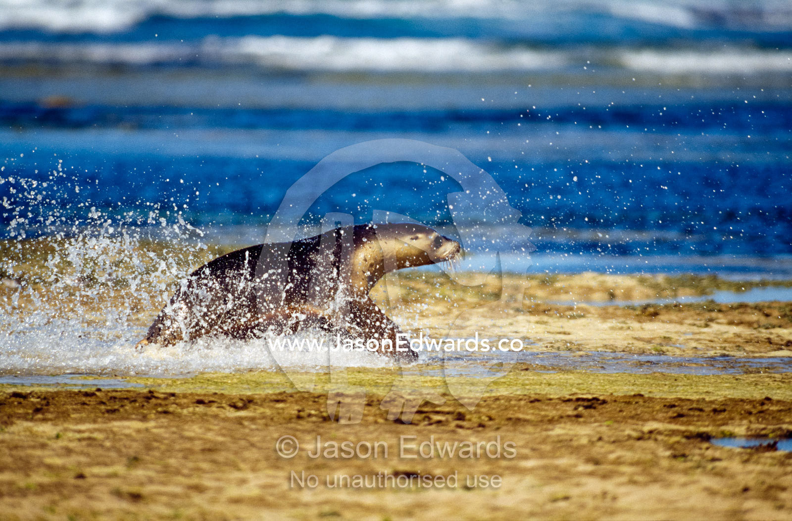 Australian sea lion (Neophoca cinerea) splashes through shallow waters Jones Island, South Australia, Australia.