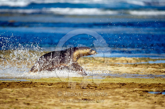 Australian sea lion (Neophoca cinerea) splashes through shallow waters Jones Island, South Australia, Australia.
