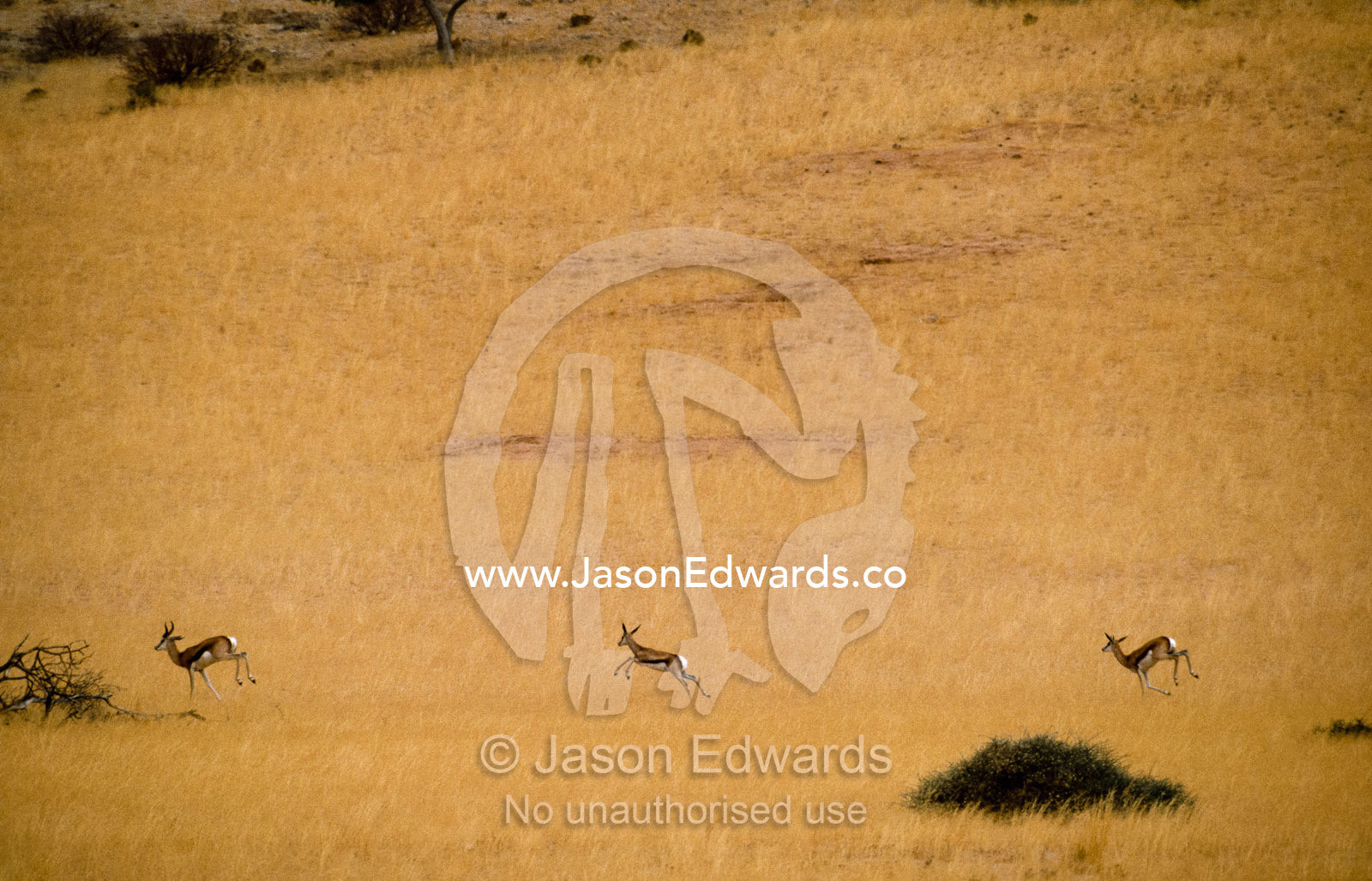 A group of springboks bound across an open landscape. Northern Region of the Namib Desert, Namibia.