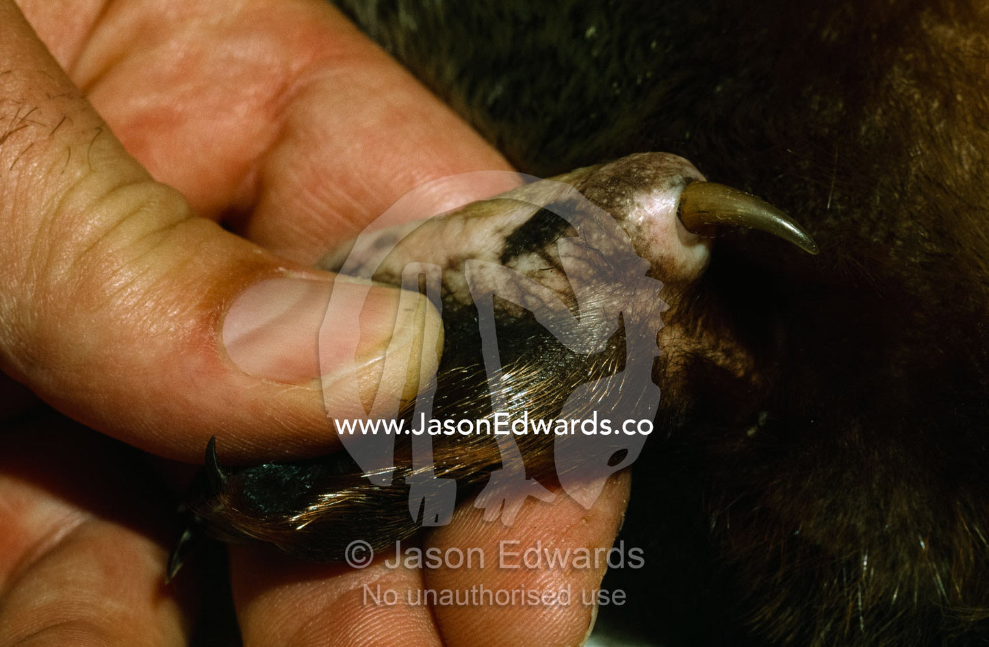 Close view of a venomous platypus (Ornithorhynchus anatinus) spur. Corrandurk Wetlands, Victoria, Australia.
