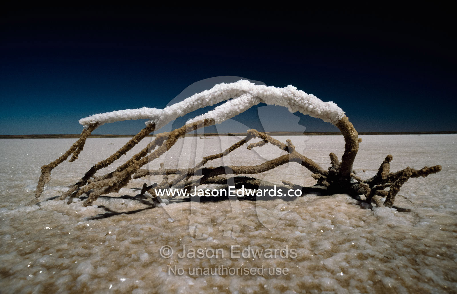 A salt encrusted branch blown onto the salty surface of Lake Eyre. Lake Eyre, South Australia, Australia.