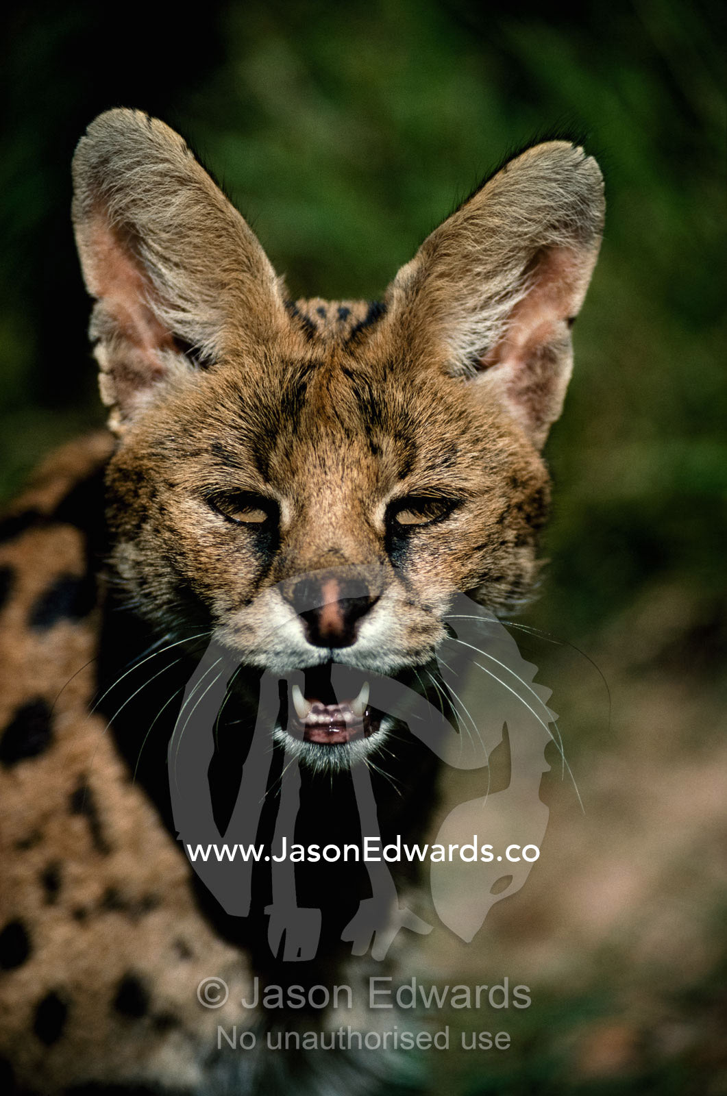 Portrait of a serval. The cat's large ears help it search out prey. Ngorongoro Crater, Tanzania.