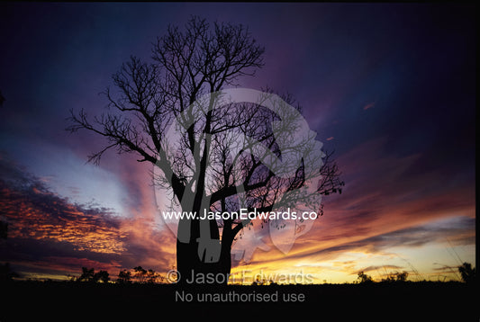 A silhouetted boab tree at sunset. The bulbous trunk stores moisture. Kimberley Ranges, Western Australia, Australia.