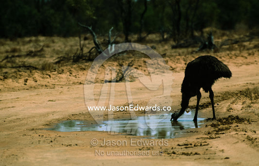 An emu (Dromiceius novaehollandiae) drinks from an oasis. Coongie Lakes, South Australia, Australia.