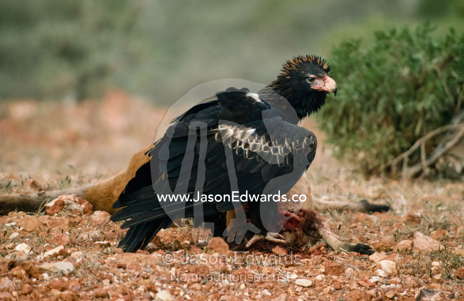 A wedge-tailed eagle (Aquila audax) feeds on a red kangaroo carcass. Northern Outback, South Australia, Australia.
