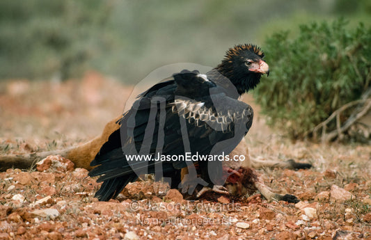 A wedge-tailed eagle (Aquila audax) feeds on a red kangaroo carcass. Northern Outback, South Australia, Australia.