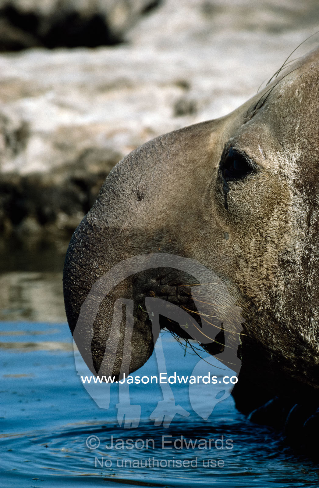 An elephant seal (Mirounga leonina) rests in a pool of water. Peninsula Valdez, Patagonia, Argentina.