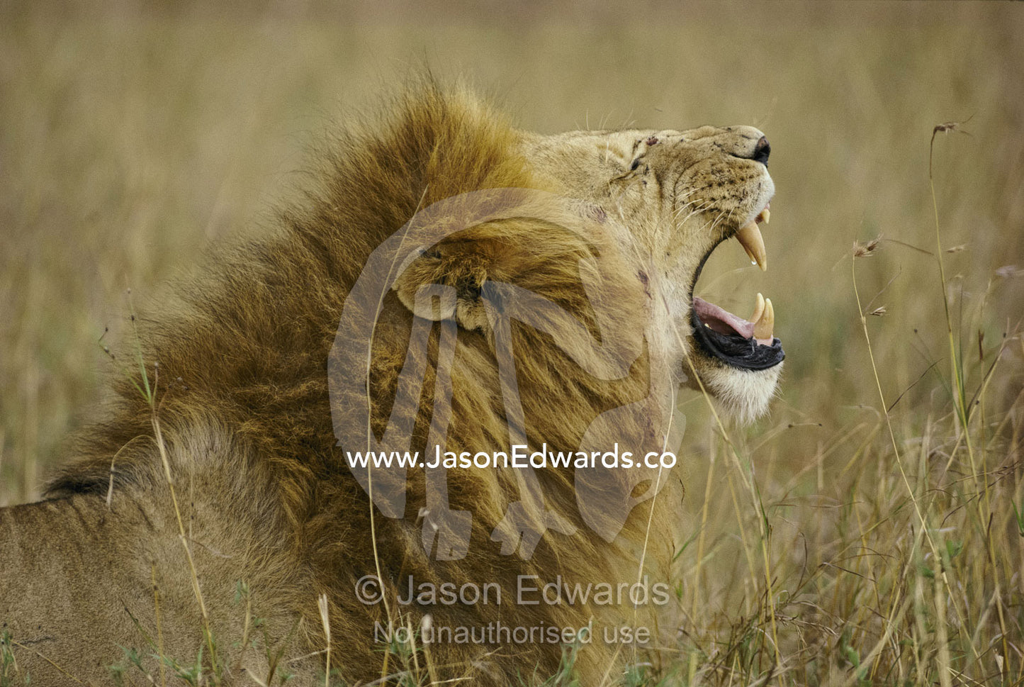 Profile of a roaring lion (panthera leo). Masai Mara National Park, Kenya