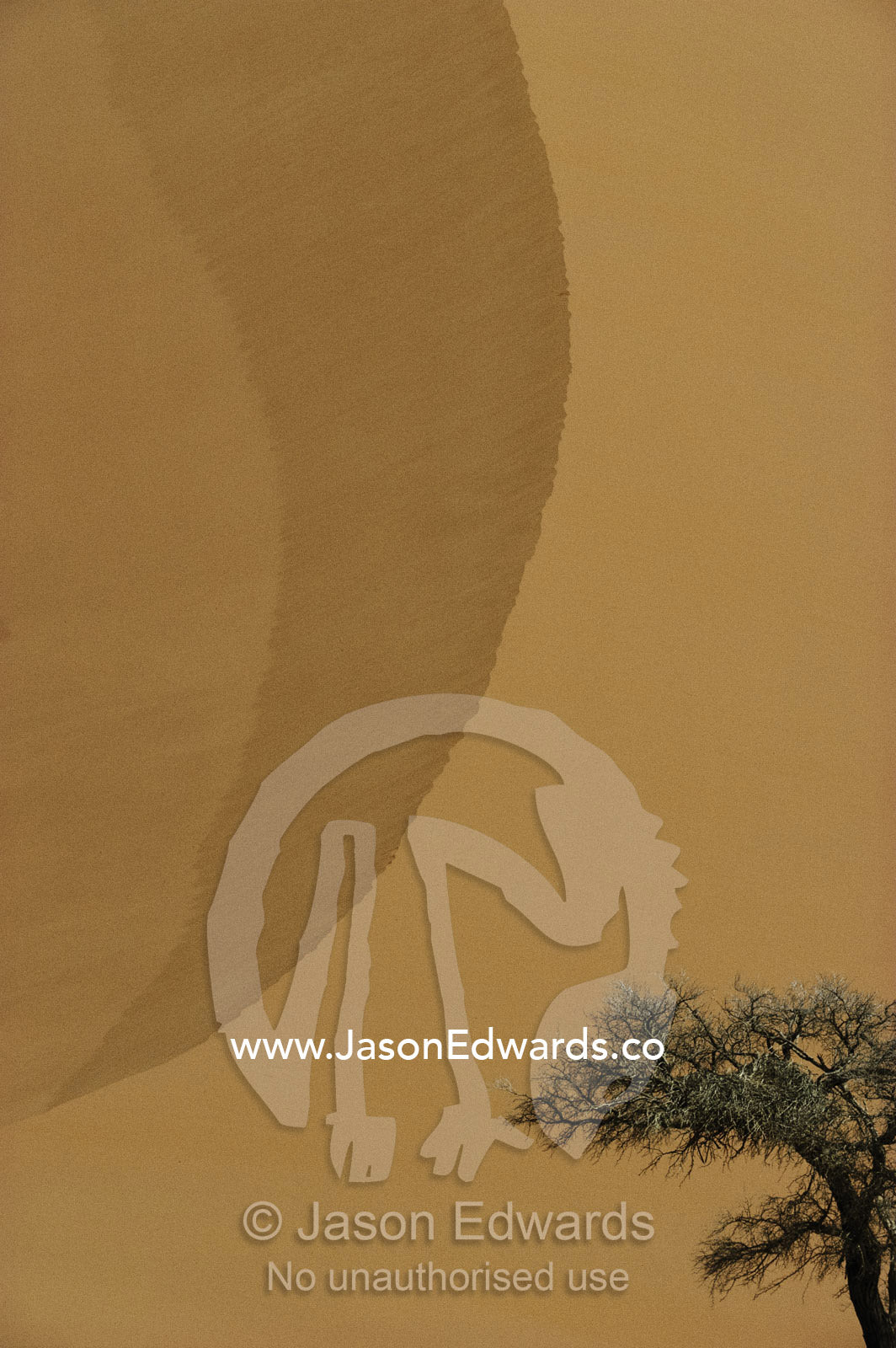 An acacia tree dwarfed by a 300 meter-high sand dune. Sossussvlei Dunes, Great Southern Dune Field, Namibia.