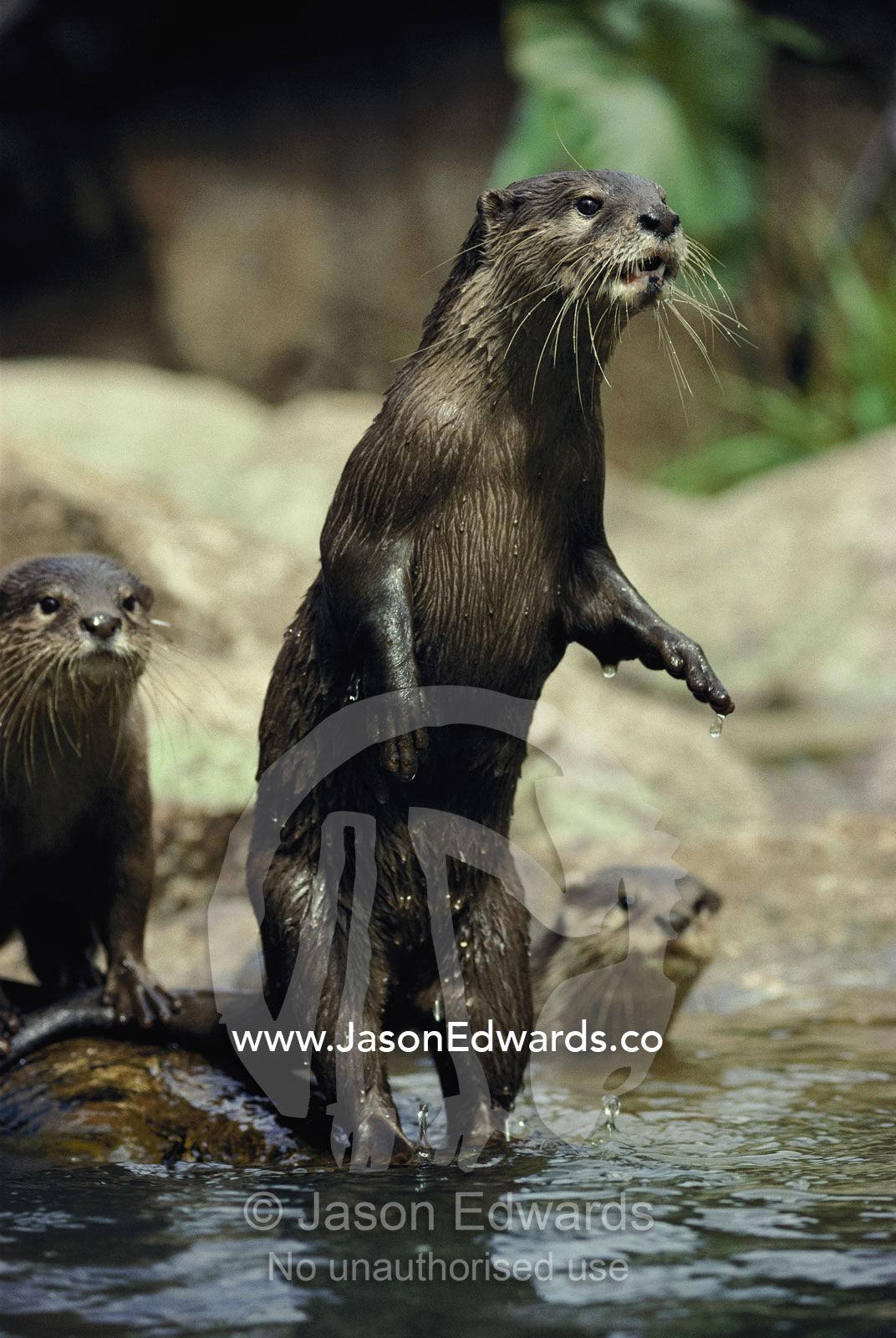 A group of Asian small-clawed otters (Aonyx cinerea) wade in a pool of water. Zoological Board of Victoria, Melbourne Zoo, Melbourne, Victoria, Australia.