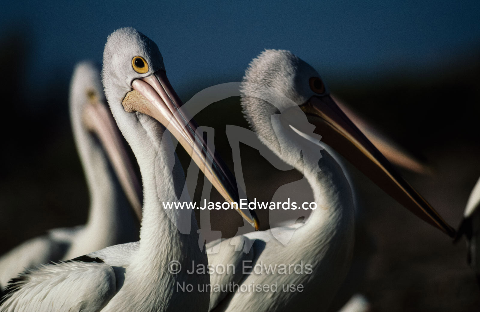 Australian white pelicans (Pelecanus conspicillatus) at Bairds Bay. Bairds Bay, South Australia, Australia.