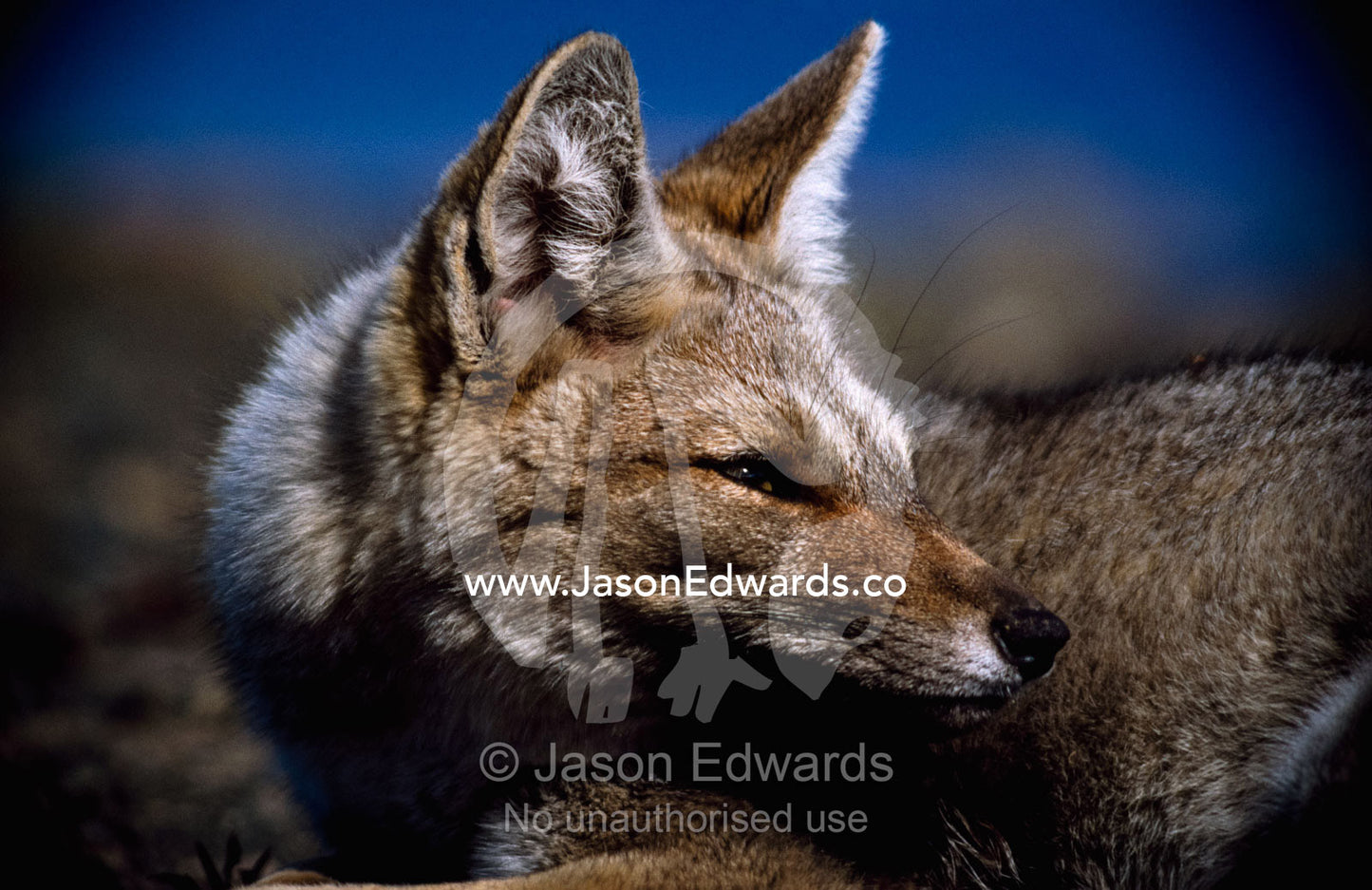 A portrait of a Patagonian gray fox in profile. Torres del Paine National Park, Chile.