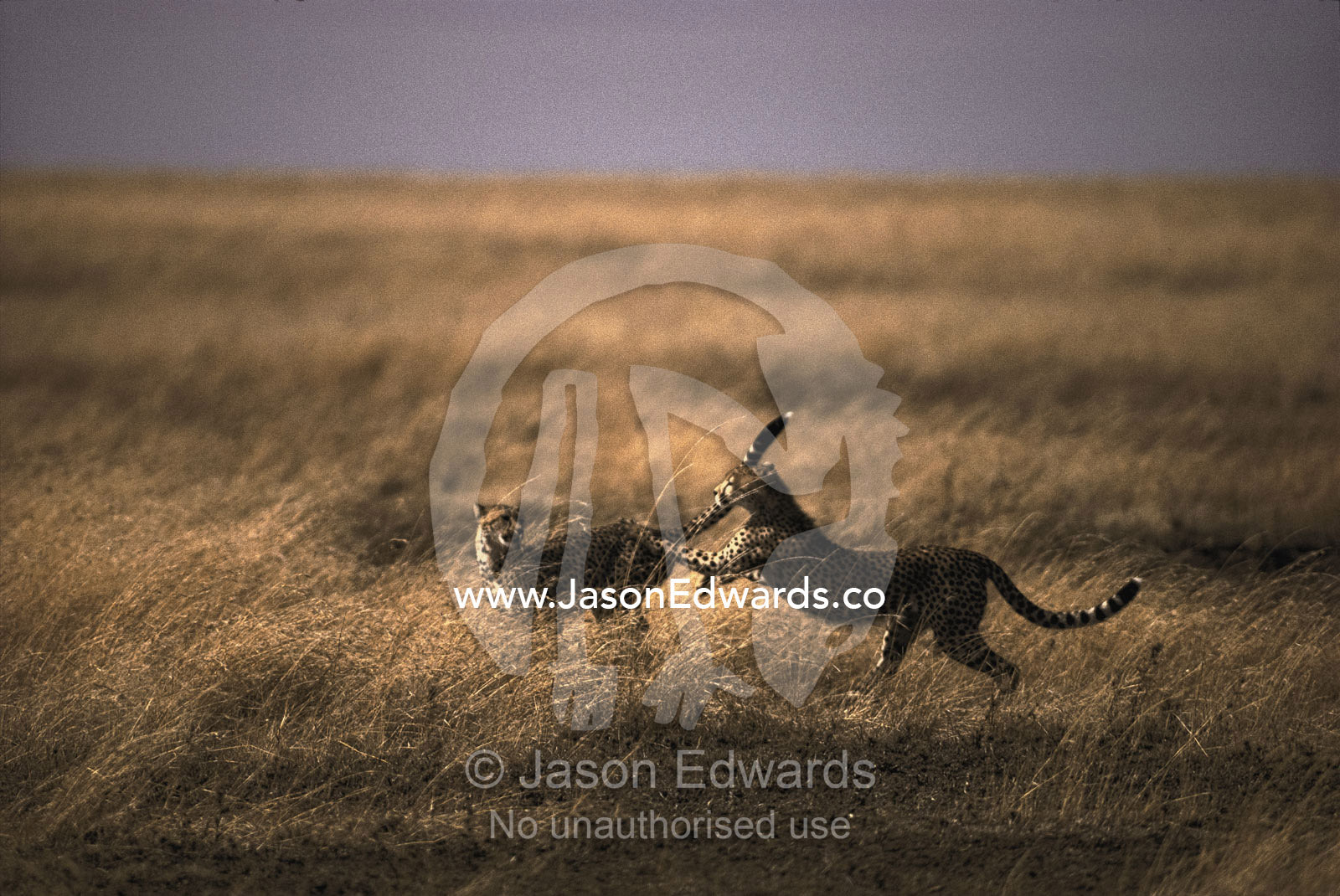 A pair of cheetahs (Acinonyx jubatus) play with one another. Serengeti National Park, Tanzania.