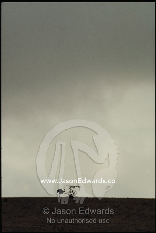Storm clouds gather above an ostrich silhouetted on the horizon. Serengeti National Park, Tanzania.