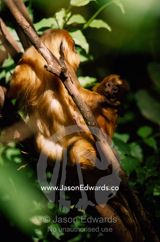 A family of endangered golden lion tamarins perched in a tree. Zoological Board of Victoria, Melbourne Zoo, Australia.