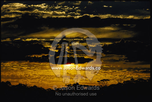 A dramatic view of a sunset storm over a eucalyptus forest. Western Australia, Australia.