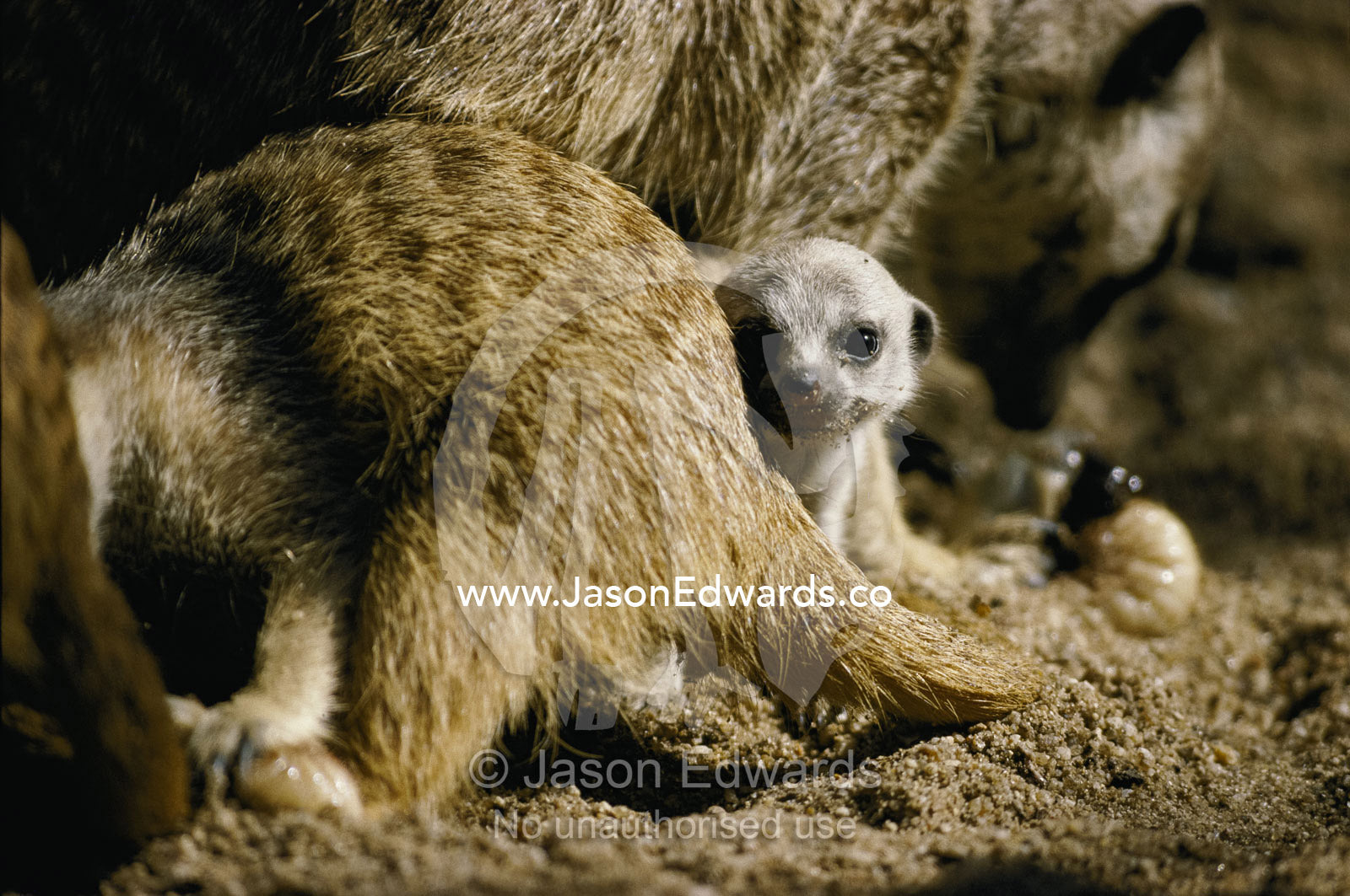 A meerkat pup peers from behind parents as adults hunt beetle larvae. Outback, Namibia.