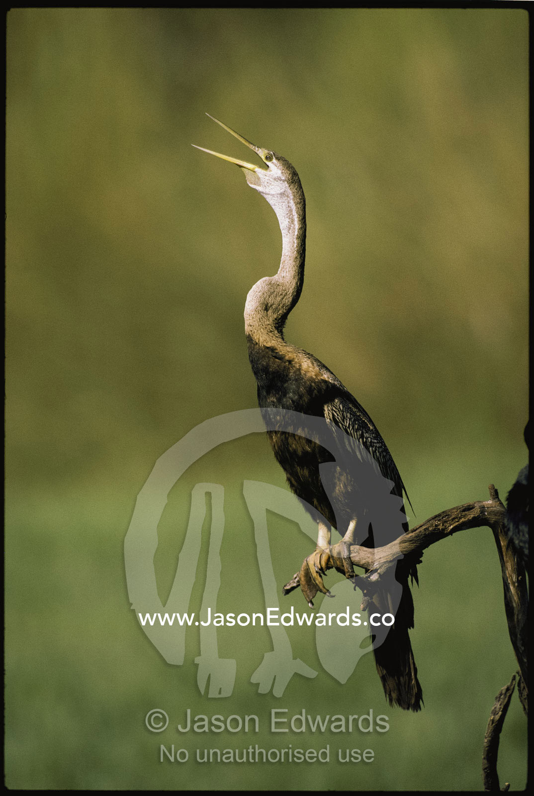 An anhinga (Anhinga rufa) or darter bird vocalizes. Keoladeo Ghana (Bharatpur) National Park, India.