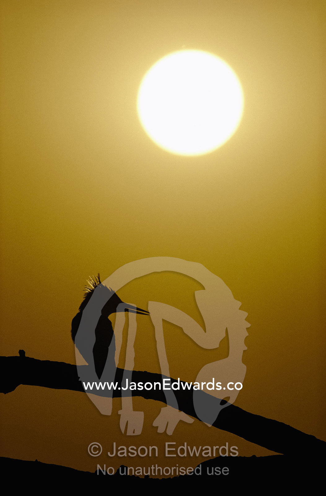 A silhouetted pied kingfisher perched on a branch as the sun sets. Okavango Delta, Botswana.