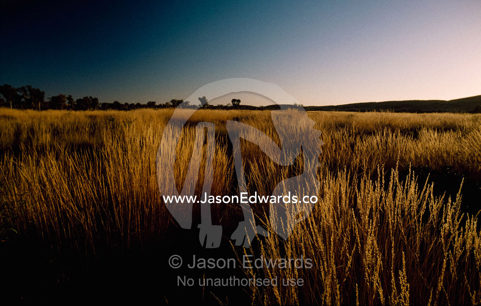 View at dawn of a field of spinifex grasses, Western Australia. Pilbara Ranges, Western Australia, Australia.