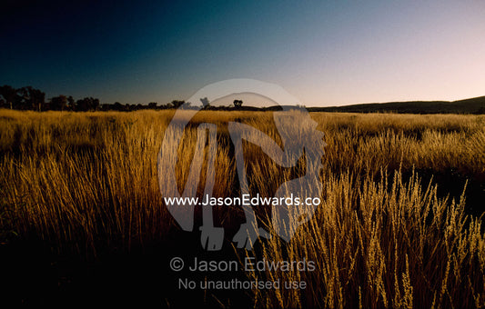 View at dawn of a field of spinifex grasses, Western Australia. Pilbara Ranges, Western Australia, Australia.