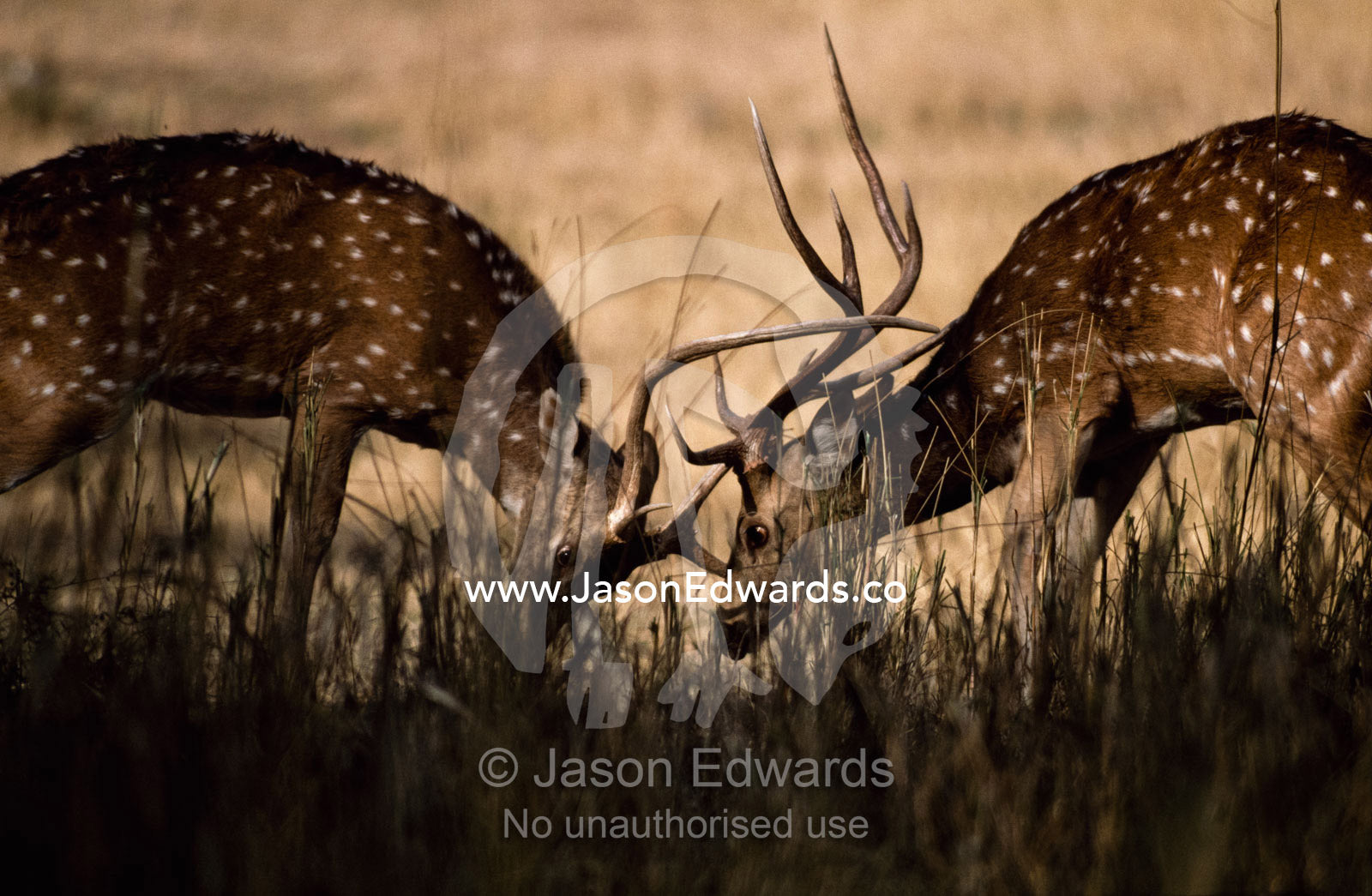 A pair of axis deer battle for territorial and mating rights. Ranthambhor National Park, India.