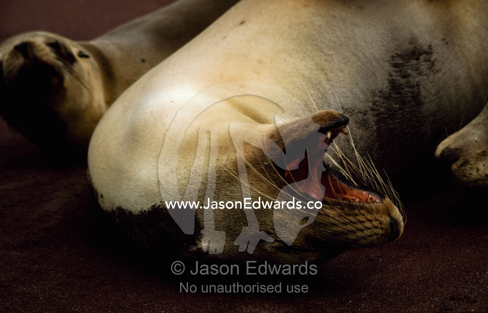 Female California sea lions sleep and yawn on a volcanic beach. Isla Rabida, Galapagos Islands, Ecuador.
