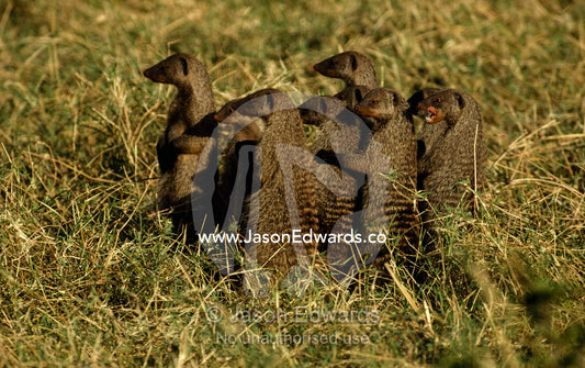 A group of banded mongooses stand alert. Masai Mara National Park, Kenya.