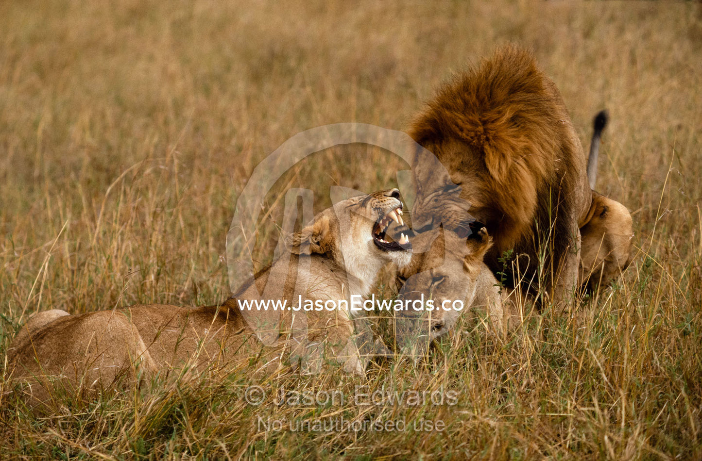 Group of mating lions. Male has 3 females simultaneously in oestrus. Masai Mara National Park, Kenya.