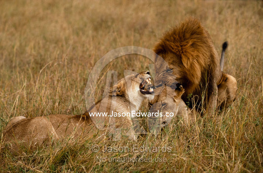 Group of mating lions. Male has 3 females simultaneously in oestrus. Masai Mara National Park, Kenya.